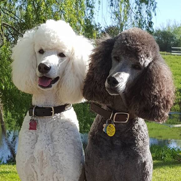 Meet your Posher, Deb - Picture 1 of 1